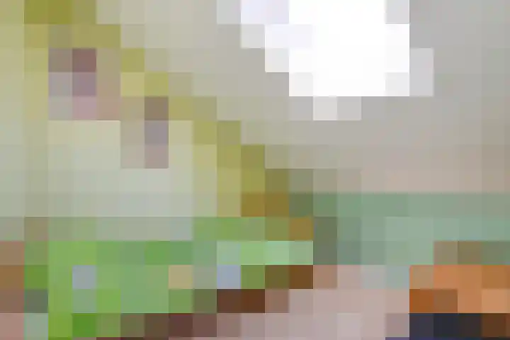 Meester van Engbrinkstraat 12 Bruchterveld thumbnail 31