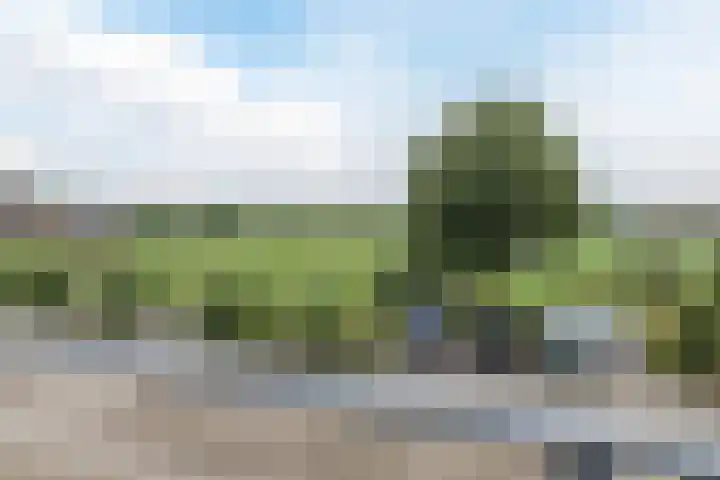 Meester van Loostraat 1 a Waarder thumbnail 34