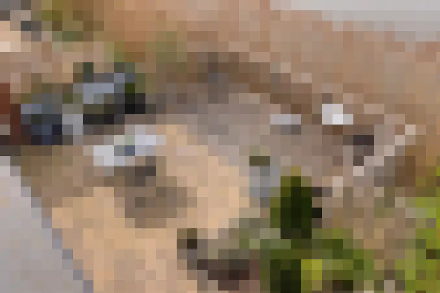 Meestoof 2 Colijnsplaat thumbnail 31
