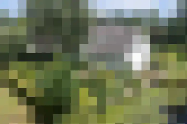 Meeuw 2 Broek op Langedijk