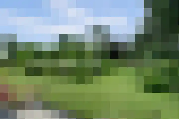 Meeuw 2 Broek op Langedijk thumbnail 11