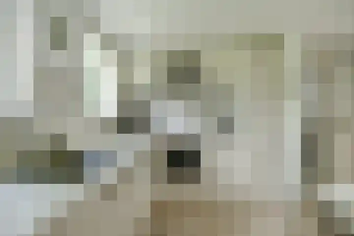 Meeuw 2 Broek op Langedijk thumbnail 19