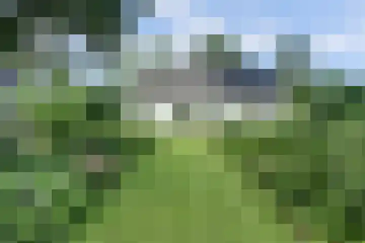 Meeuw 2 Broek op Langedijk foto 2