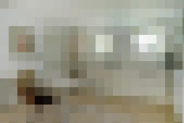 Meeuw 2 Broek op Langedijk thumbnail 20