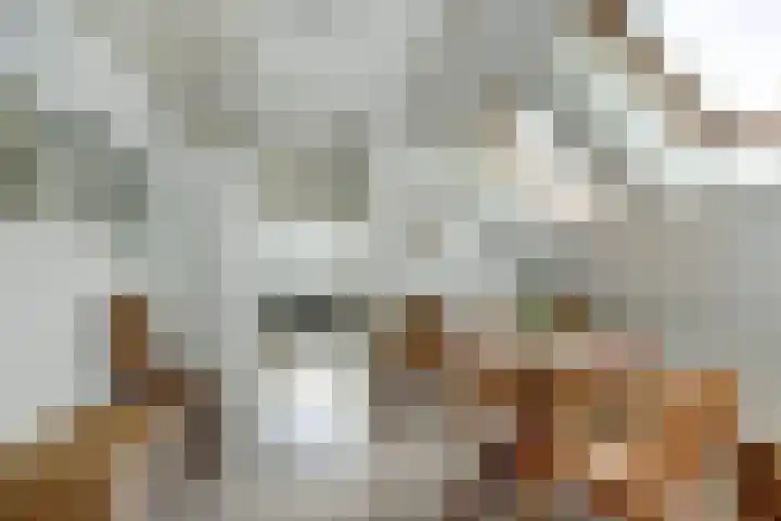 Meeuw 2 Broek op Langedijk thumbnail 29