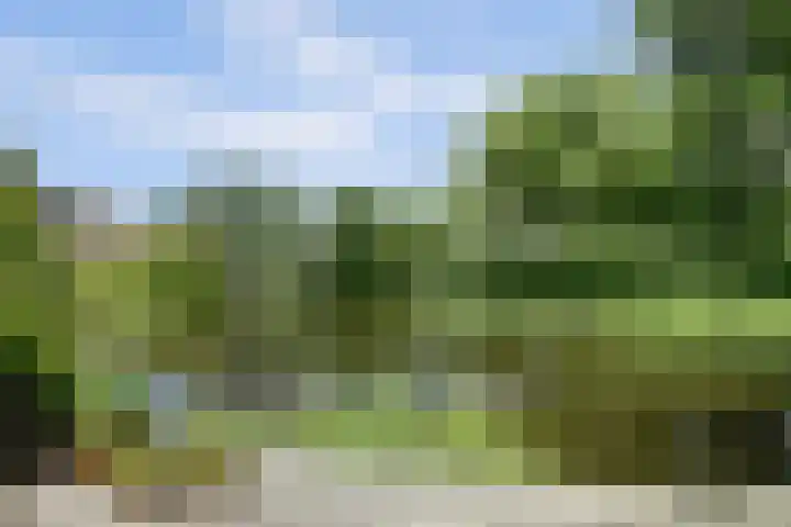 Meeuw 2 Broek op Langedijk foto 3