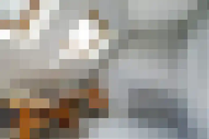 Meeuw 2 Broek op Langedijk thumbnail 35