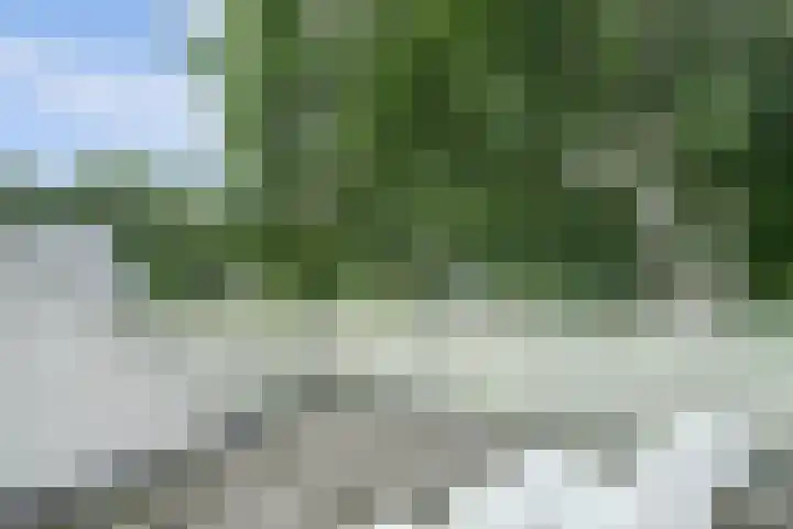 Meeuw 2 Broek op Langedijk thumbnail 37