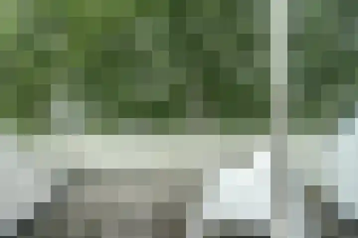 Meeuw 2 Broek op Langedijk thumbnail 38