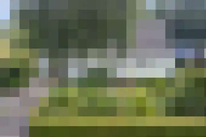 Meeuw 2 Broek op Langedijk thumbnail 4