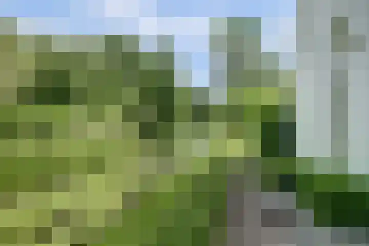 Meeuw 2 Broek op Langedijk thumbnail 40