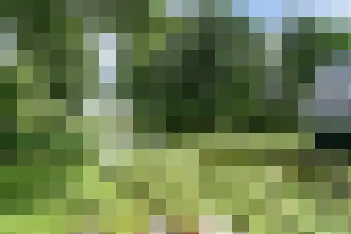 Meeuw 2 Broek op Langedijk thumbnail 42