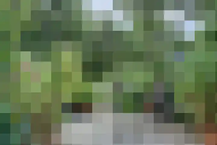 Meeuw 2 Broek op Langedijk thumbnail 43