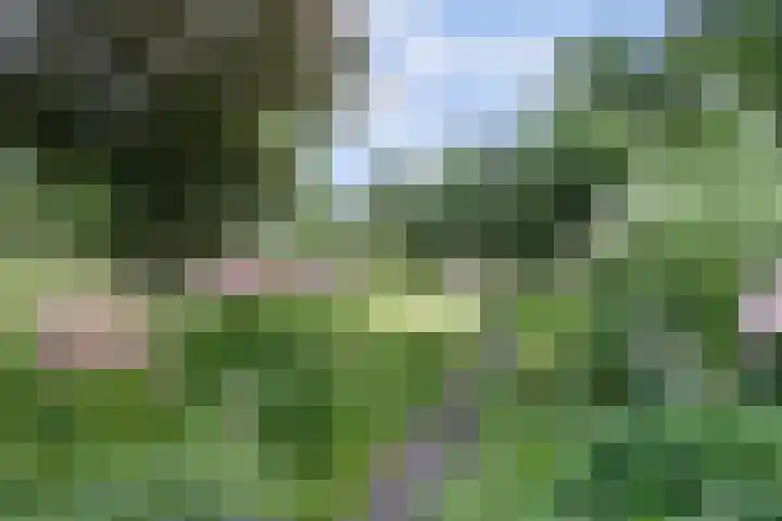 Meeuw 2 Broek op Langedijk thumbnail 44