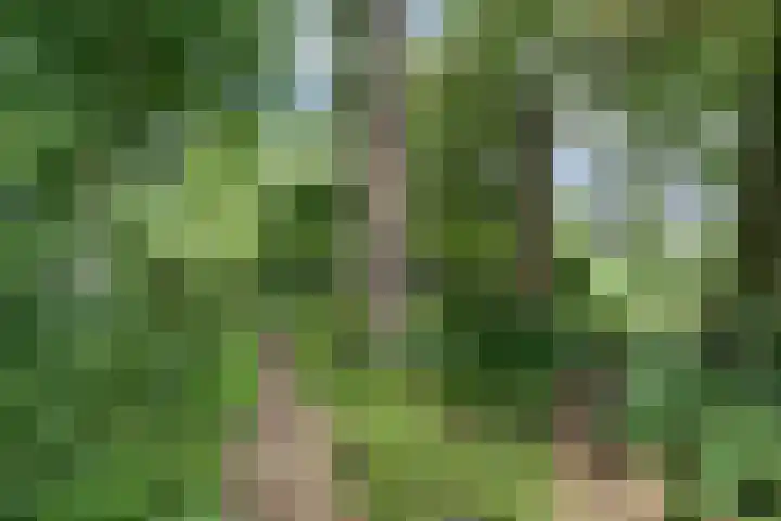 Meeuw 2 Broek op Langedijk thumbnail 47