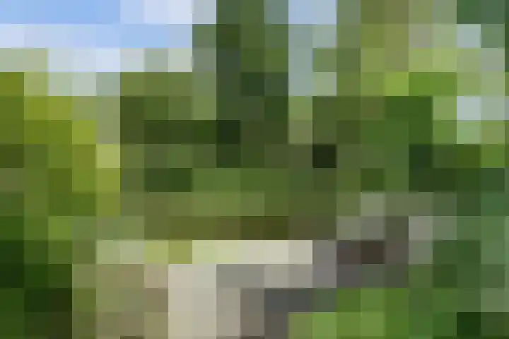 Meeuw 2 Broek op Langedijk thumbnail 48