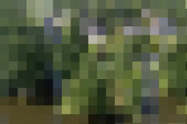 Meeuw 2 Broek op Langedijk thumbnail 49