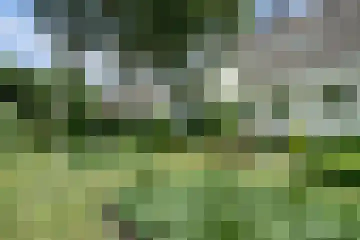 Meeuw 2 Broek op Langedijk thumbnail 5