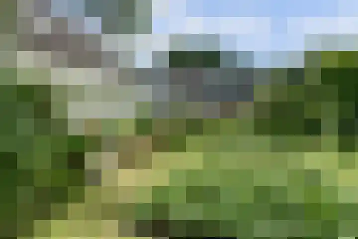 Meeuw 2 Broek op Langedijk thumbnail 6