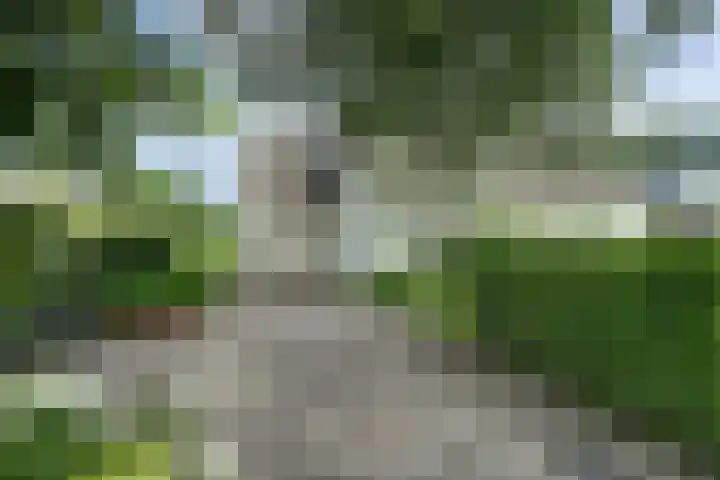 Meeuw 2 Broek op Langedijk thumbnail 7