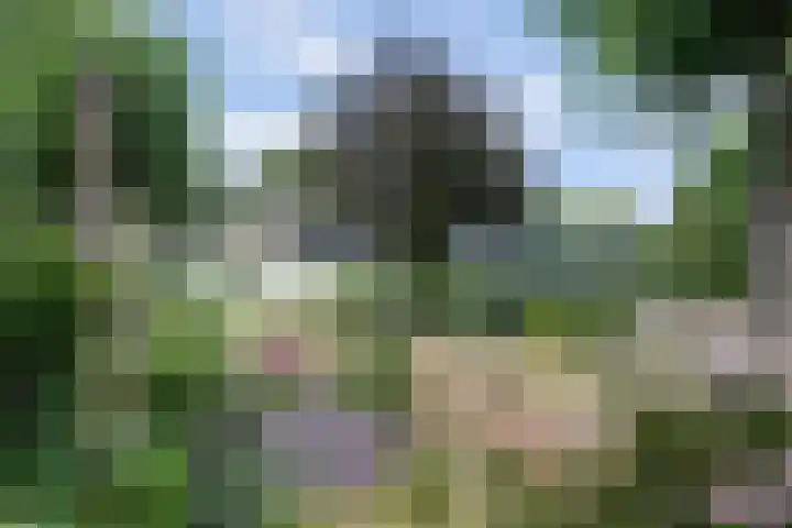 Meeuw 2 Broek op Langedijk thumbnail 9