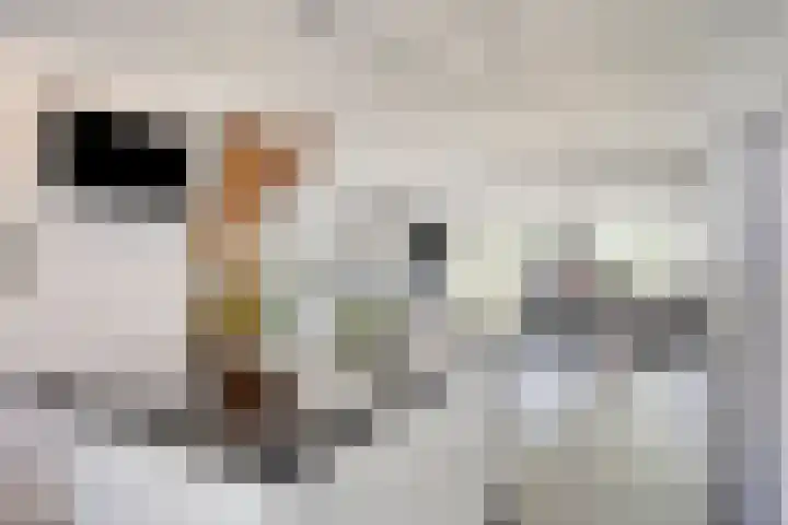 Meeuwdonk 3 Veghel thumbnail 14