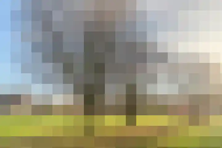 Meeuwenhof 20 Geldrop thumbnail 50
