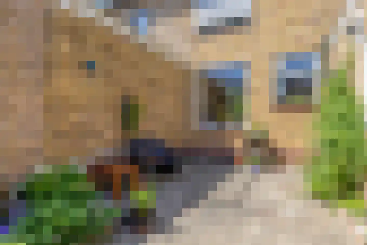 Meeuwenlaan 12 Egmond-Binnen thumbnail 25
