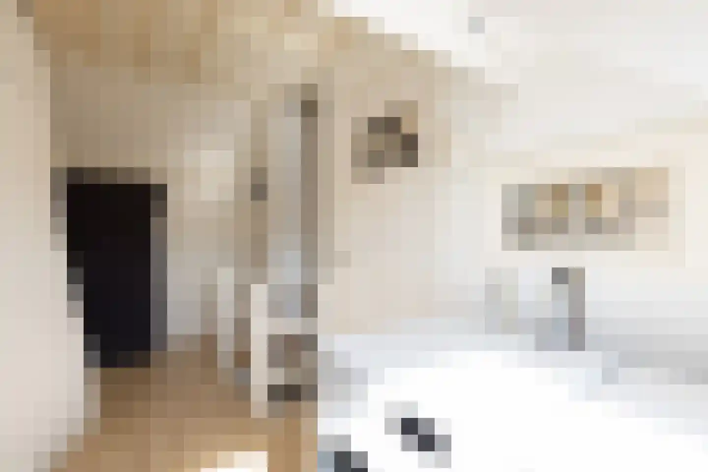 Meeuwenlaan 12 Rotterdam thumbnail 31