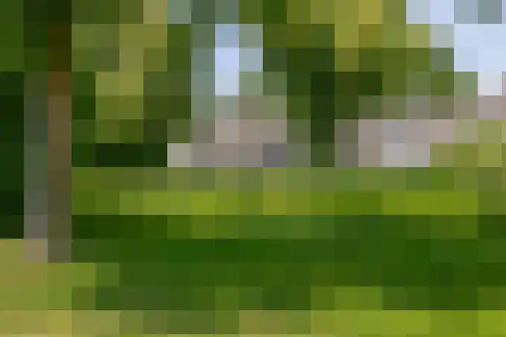Meeuwenlaan 18 Lisse thumbnail 31