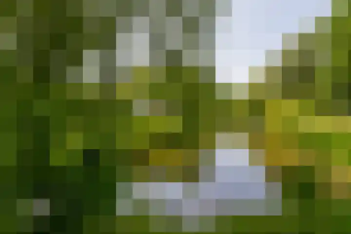 Meeuwenlaan 18 Lisse thumbnail 32