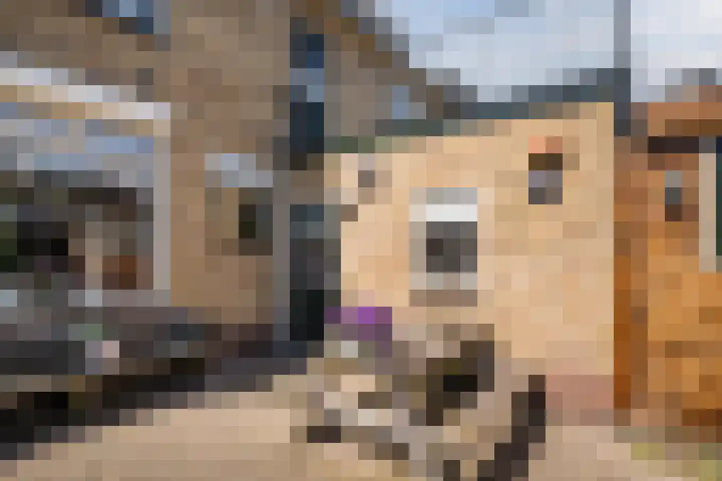Meeuwenlaan 2 Egmond-Binnen thumbnail 32