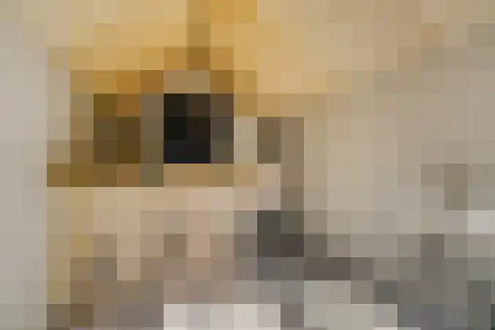 Meeuwenlaan 4 Woerden thumbnail 33