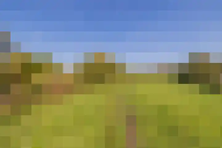 Meeuwenlaan 64 Lisse thumbnail 31