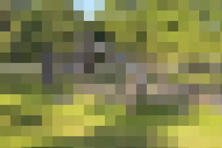 Meeuwenlaan 77 1 Amsterdam thumbnail 46