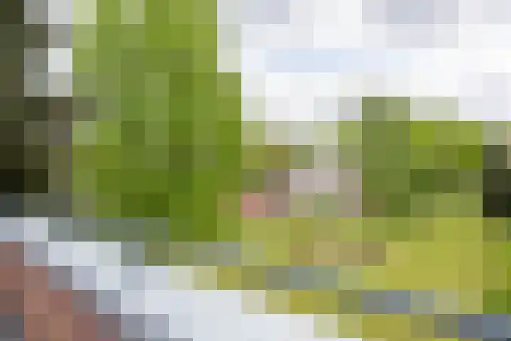 Meeuwenlaan 9 Vries thumbnail 24