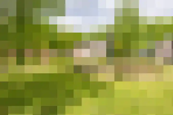 Meeuwenlaan 9 Vries thumbnail 4