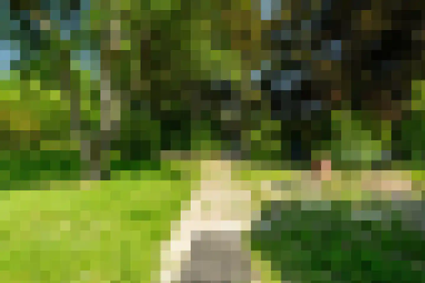 Meeuwensedijk 5 Meeuwen thumbnail 49