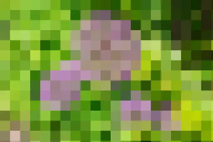 Meeuwenstraat 10 Ulft thumbnail 37