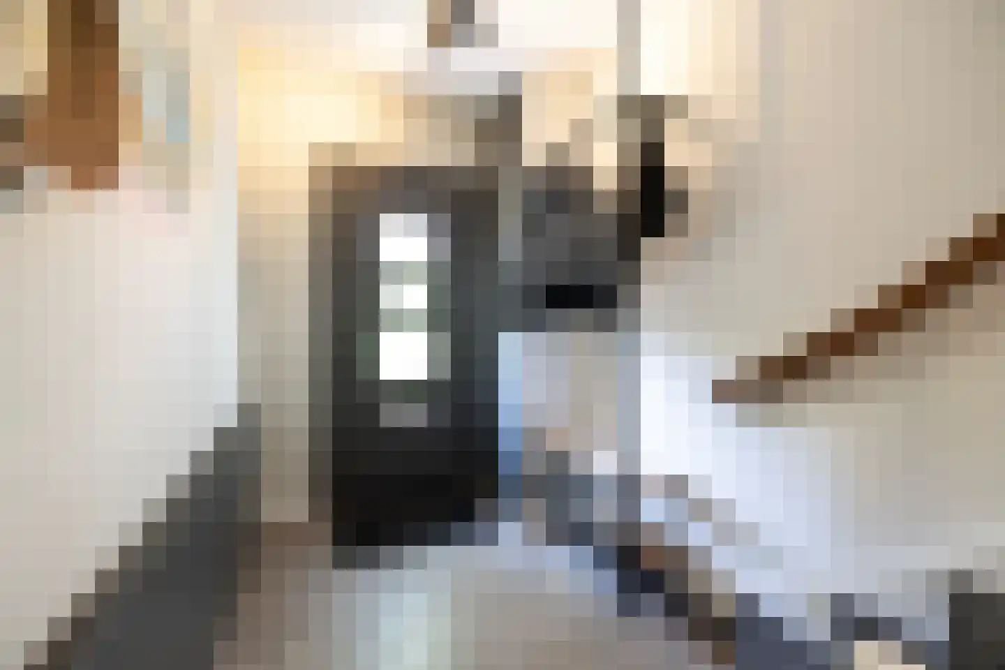 Meeuwenstraat 38 Haarlem thumbnail 10