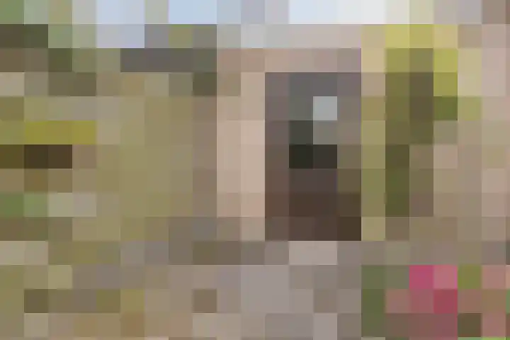 Meeuwenstraat 6 Goor thumbnail 28