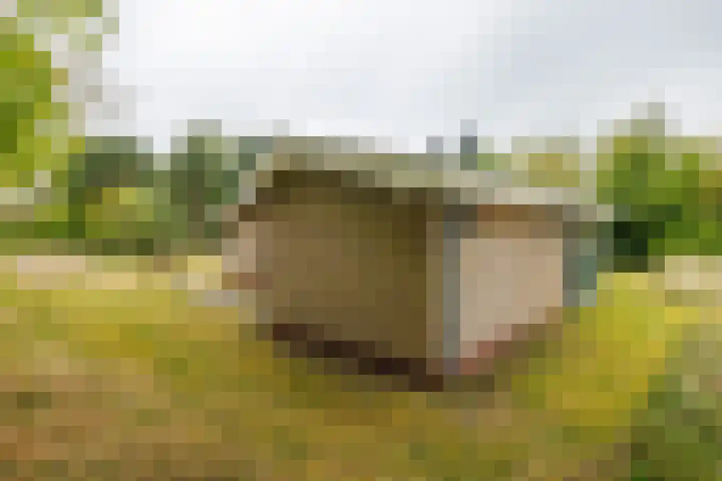 Meeuwenveld 143 Ballum thumbnail 20