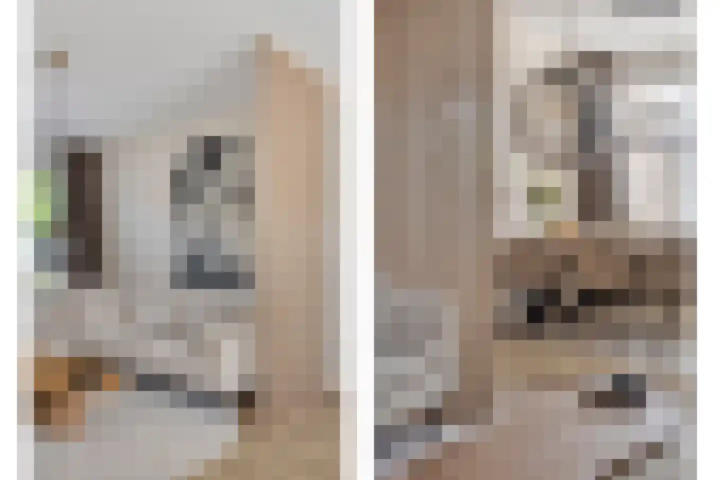 Meeuwenweg 1 Goes thumbnail 13
