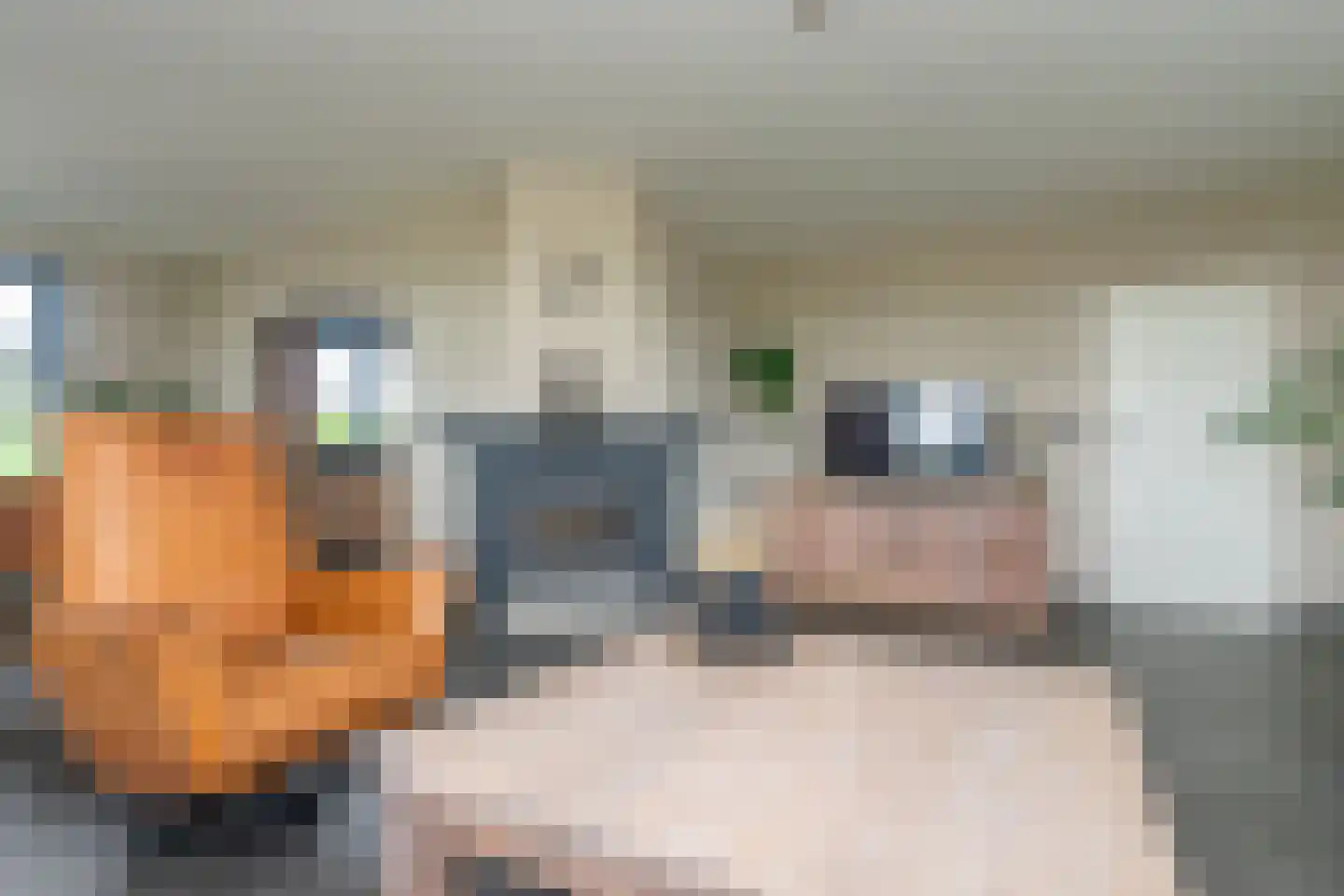 Meeuwenweg 16 a Zuidwolde thumbnail 6