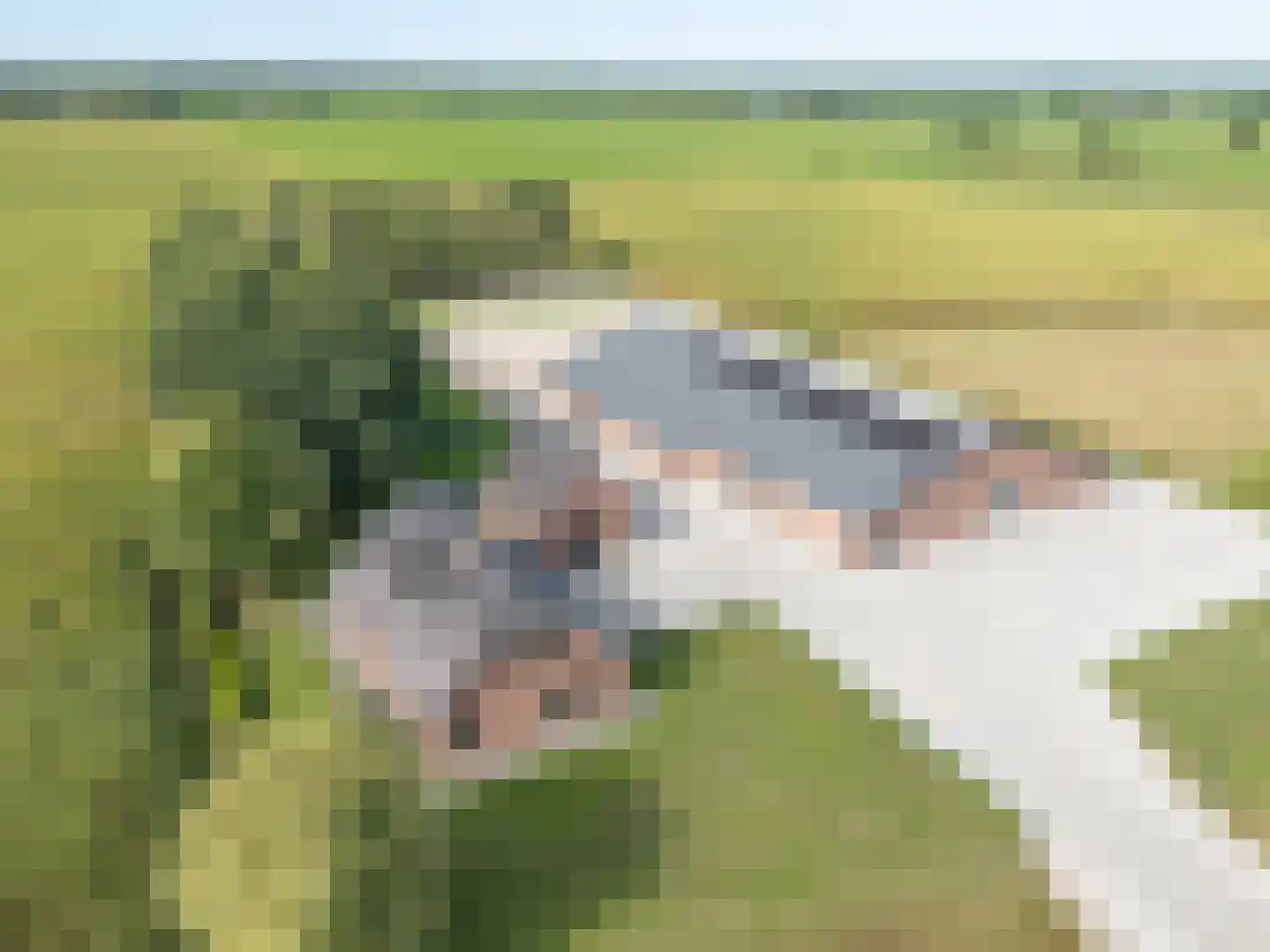 Meeuwenweg 16 a Zuidwolde thumbnail 65