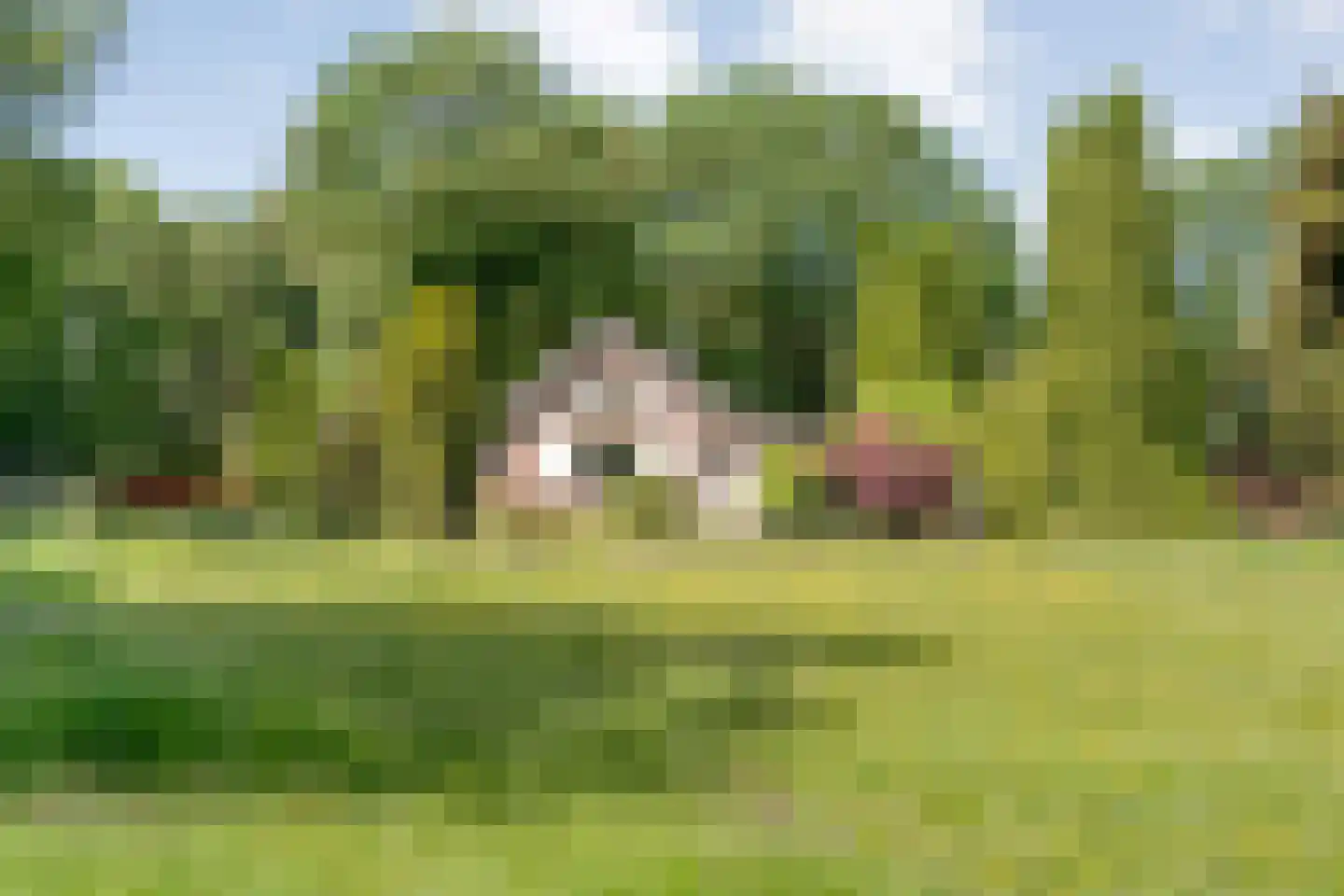 Meeuwenweg 23 Nieuw-Balinge thumbnail 8