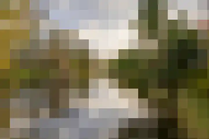 Meeuwstraat 92 Purmerend thumbnail 49