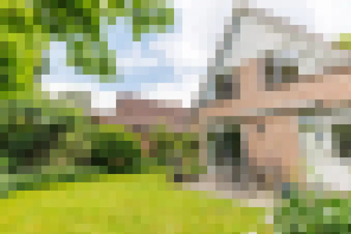 Meibloem 19 Apeldoorn thumbnail 22