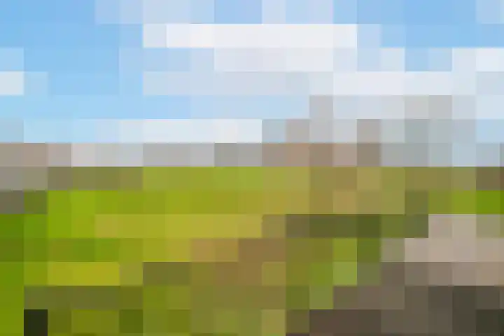 Meibloem 7 Berghem thumbnail 20