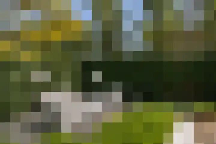 Meidoorn 1 Poortugaal thumbnail 29